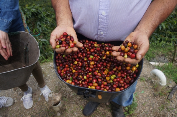 카페리즈,콜롬비아  유기농커피